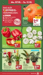 Gazetka promocyjna Aldi Nord - Von Montag - Gazetka - ważna od 12.10 do 12.10.2024 - strona 3 - produkty: aldi, angebot, bio, champignon, champignons, eis, Ficus, gin, kulturtopf, Kürbis, monster, Monstera, paprika, paprika rot, pflanze, reis, rel, Ria, Schal, Schale, Ti, topf, trolli, ZTE