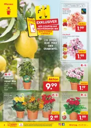 Gazetka promocyjna Netto Marken-Discount - Filial-Angebote - Gazetka - ważna od 30.07 do 30.07.2022 - strona 6 - produkty: apfel, Begonie, blume, blumen, chrysanthemen, coupon, eis, Gerber, grana, granatapfel, ndk, olive, pflanze, pflanzen, Rana, reis, rosen, Ti, topf, usb, versandkostenfrei