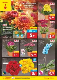 Gazetka promocyjna Netto Marken-Discount - Filial-Angebote - Gazetka - ważna od 03.09 do 03.09.2022 - strona 14 - produkty: Alpenveilchen, beetpflanzen, Begonie, bestpreis, blume, blumen, chrysanthemen, eis, Kalanchoe, Mett, ndk, orchidee, orchideen, pflanze, pflanzen, reis, rosen, Schmetterling, schmetterlingsorchidee, Ti, topf, versandkostenfrei