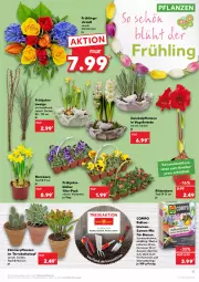 Gazetka promocyjna Kaufland - Gazetka - ważna od 16.03 do 16.03.2022 - strona 17 - produkty: angebot, angebote, blume, blumen, eis, Mett, Narzissen, pflanze, pflanzen, pril, reis, Ria, ritter, Schmetterling, Ti, topf, topf ø 12 cm, zwiebel