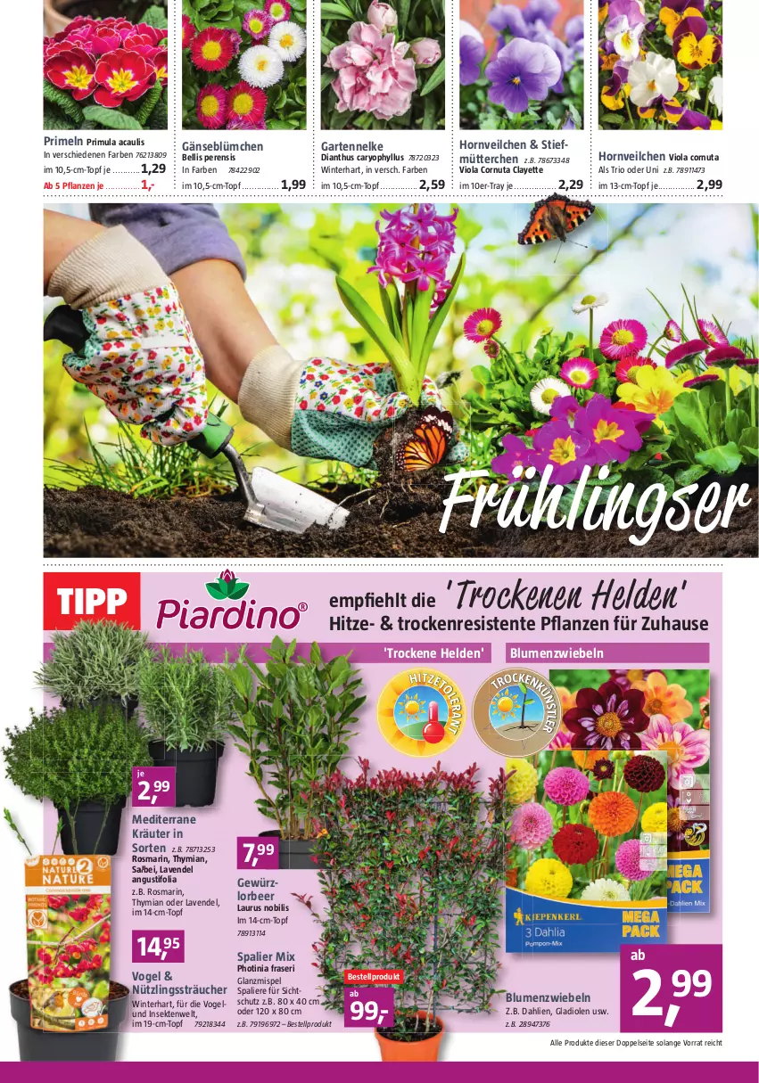 Aktueller Prospekt Bauhaus - Prospekte - von 25.02 bis 01.04.2023 - strona 4 - produkty: blume, blumen, dahlie, ente, Garten, gartennelke, gewürz, Gladiolen, kräuter, lavendel, pflanze, pflanzen, Primeln, rosmarin, sekt, Ti, topf, Yo, zwiebel, zwiebeln