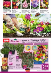 Gazetka promocyjna Bauhaus - Prospekte - Gazetka - ważna od 01.04 do 01.04.2023 - strona 4 - produkty: blume, blumen, dahlie, ente, Garten, gartennelke, gewürz, Gladiolen, kräuter, lavendel, pflanze, pflanzen, Primeln, rosmarin, sekt, Ti, topf, Yo, zwiebel, zwiebeln