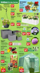 Gazetka promocyjna Thomas Philipps - Gazetka - ważna od 31.05 do 31.05.2025 - strona 4 - produkty: aubergine, auberginen, balkonpflanzen, Begonie, bio, blume, blumen, dünger, erde, Garten, Gemüsedünger, Gemüseerde, Gerber, Gewächshaus, gin, Hängeampel, latte, paprika, petunie, petunien, pflanze, pflanzen, ring, salat, Schmuck, Schütze, Ti, tomate, tomaten, topf, wandhalterung
