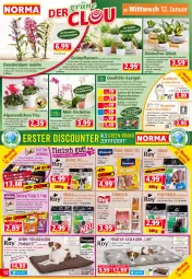 Gazetka promocyjna Norma - Norma - Gazetka - ważna od 17.01 do 17.01.2022 - strona 12 - produkty: Alpenveilchen, auer, aust, Bau, baumwolle, beutel, blume, blumen, Blüte, braun, Calcium, Duftteelichte, eis, ente, filet, fisch, fleisch, früchte, Geflügel, gelee, Grünpflanzen, Hobby, hülsenfrüchte, kaffee, Käse, katzennahrung, kissen, kräuter, kulturtopf, lachs, LG, Liege, orchidee, pflanze, pflanzen, phalaenopsis, reifen, reis, Ria, rind, salat, sauce, senf, snack, snacks, steak, Stier, Tasche, taschen, tee, Teelicht, teelichte, Ti, Tiere, topf, übertopf, WICK, Wild, wolle