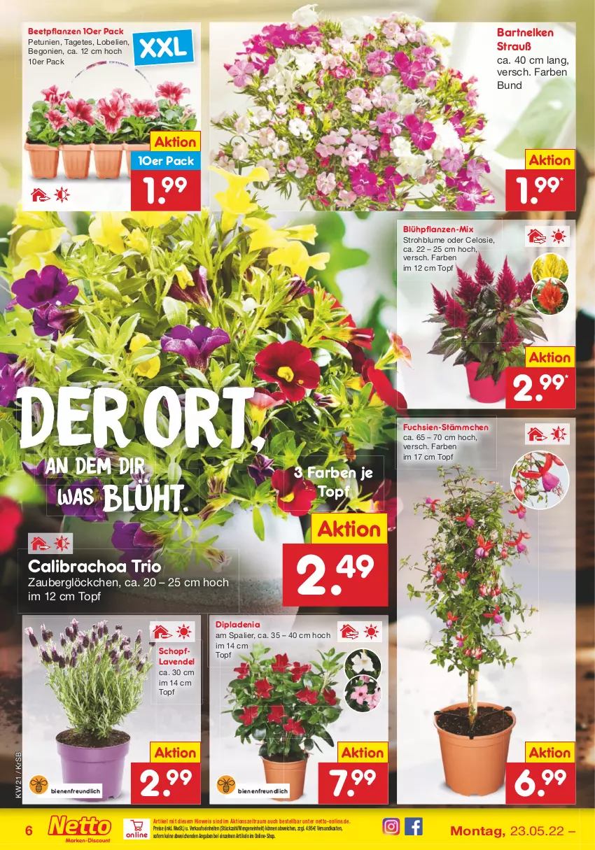 Aktueller Prospekt Netto Marken-Discount - Filial-Angebote - von 23.05 bis 28.05.2022 - strona 6 - produkty: beetpflanzen, Begonie, blume, calibrachoa, dip, dipladenia, eis, HP, lavendel, Lobelie, ndk, petunie, petunien, pflanze, pflanzen, reis, Strohblume, Ti, topf, zauberglöckchen