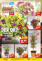 Gazetka promocyjna Netto Marken-Discount - Filial-Angebote - Gazetka - ważna od 28.05 do 28.05.2022 - strona 6 - produkty: beetpflanzen, Begonie, blume, calibrachoa, dip, dipladenia, eis, HP, lavendel, Lobelie, ndk, petunie, petunien, pflanze, pflanzen, reis, Strohblume, Ti, topf, zauberglöckchen