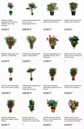 Gazetka promocyjna Obi - Prospekte - Gazetka - ważna od 04.10 do 04.10.2023 - strona 4 - produkty: citrus, dip, olive, oliven, Ti, topf