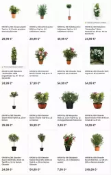 Gazetka promocyjna Obi - Prospekte - Gazetka - ważna od 04.10 do 04.10.2023 - strona 5 - produkty: apfel, dip, dipladenia, eis, grana, granatapfel, punica, Rana, Schal, Schale, sim, topf