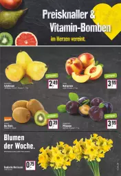 Gazetka promocyjna E Center - Angebote der Woche - Gazetka - ważna od 25.03 do 25.03.2023 - strona 5 - produkty: angebot, bio, Birnen, blume, blumen, eimer, eis, kiwi, Narzissen, Nektar, nektarinen, pflaume, pflaumen, reis, tafelbirnen, Ti