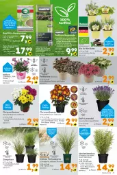 Gazetka promocyjna  - Gazetka - ważna od 03.08 do 03.08.2024 - strona 5 - produkty: auer, bamboo, bambus, beutel, bio, Blüte, chrysanthemen, Engel, erde, grill, kräuter, Läufer, lavendel, leine, pflanze, rasen, Rasenerde, rasensamen, Ria, rosen, rwe, sac, Spezi, Ti, topf, vita, vitalis