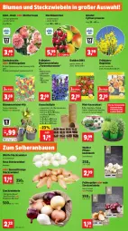 Gazetka promocyjna Thomas Philipps - Gazetka - ważna od 24.02 do 24.02.2024 - strona 2 - produkty: Abba, ball, Bank, Bau, Begonie, beutel, bio, Birnen, blume, blumen, blumenerde, Blüte, chia, dahlie, erde, fenster, fensterbank, gin, Gladiolen, knoblauch, kräuter, küche, Küchen, Narzissen, obst, pflanze, pflanzen, Pinot, quad, rosen, Schal, Schalotte, tablet, tablett, Tablette, tee, Ti, tisch, topf, zwiebel, zwiebeln