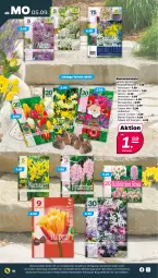 Gazetka promocyjna Netto - Woche 36 - Gazetka - ważna od 10.09 do 10.09.2022 - strona 18 - produkty: auer, blume, blumen, Narzissen, Tasche, Ti, ZTE, zwiebel, zwiebeln