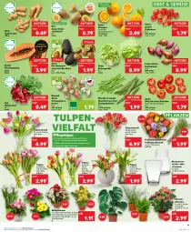 Gazetka promocyjna Kaufland - Prospekt - Gazetka - ważna od 07.02 do 07.02.2024 - strona 11 - produkty: Alpenveilchen, angebot, angebote, avocado, avocados, beere, beeren, bio, bioland, blume, blumen, bohne, bohnen, braun, Buschbohnen, champignon, champignons, eis, eisbergsalat, erdbeere, erdbeeren, früchte, HP, ingwer, Kalanchoe, kiwi, messer, obst, orange, orangen, Papaya, pflanze, pflanzen, Primeln, radieschen, Ria, saft, salat, Schal, Schale, Schalotte, Ti, tomate, tomaten, topf, übertopf, Vase, wasser, zespri