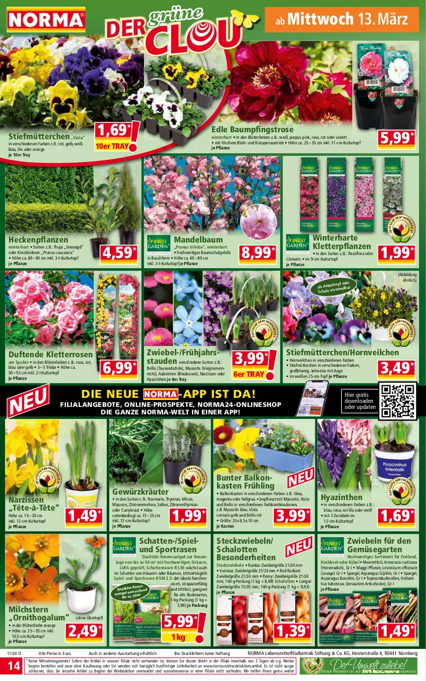 Aktueller Prospekt Norma - Norma - von 11.03 bis 18.03.2024 - strona 14 - produkty: angebot, angebote, aust, Bau, Bebe, Blüte, brie, cin, curry, eis, elle, Garten, gewürz, gin, kirsch, kissen, Kraut, kräuter, kulturtopf, lebensmittel, LG, maggi, mandel, meerrettich, milch, minze, Narzissen, orange, Passiflora, pflanze, pflanzen, rasen, reis, Rettich, rosen, rosmarin, rum, Schal, Schalotte, spargel, Sport, stauden, Ti, tisch, topf, übertopf, Yo, zitrone, zitronen, zwiebel, zwiebeln