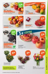 Gazetka promocyjna Tegut - Angebote der Woche - Gazetka - ważna od 23.09 do 23.09.2023 - strona 5 - produkty: ACC, angebot, angebote, Bau, beere, beeren, bio, Bio-Wein, chrysanthemen, dekoration, früchte, grana, Granatäpfel, johannisbeere, Johannisbeeren, mango, natur, naturland, Nektar, nektarinen, Rana, rosen, Schal, Schale, tee, Ti, topf, trauben, wein