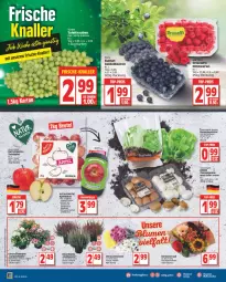 Gazetka promocyjna Edeka - Angebote der Woche - Gazetka - ważna od 24.09 do 24.09.2022 - strona 6 - produkty: apfel, ball, beere, beeren, beutel, blume, braun, champignon, champignons, chrysanthemen, deka, edelstahl, heidelbeere, heidelbeeren, himbeer, himbeere, himbeeren, kopfsalat, salat, Schal, Schale, sonnenblume, tafeläpfel, tafeltrauben, Ti, topf, trauben