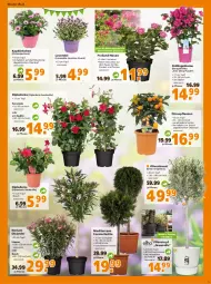 Gazetka promocyjna  - Prospekt für Globus Baumarkt  Achern - Gazetka - ważna od 07.05 do 07.05.2022 - strona 5 - produkty: Bau, blume, Blüte, Container, dip, dipladenia, frucht, Körbchen, lavendel, messer, olive, oliven, pflanze, pflanzen, Pflanztopf, rosen, Ti, topf, übertopf