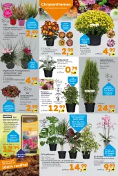 Gazetka promocyjna  - Gazetka - ważna od 05.10 do 05.10.2024 - strona 2 - produkty: Bau, beere, beeren, bio, Blüte, chrysanthemen, Echinacea, ente, fenster, Ficus, Grünpflanzen, korb, LG, monster, Monstera, orchidee, pflanze, pflanzen, Pflanztopf, phalaenopsis, Ria, sac, Thea, Ti, topf, ZTE