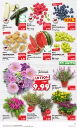 Gazetka promocyjna Kaufland - Gazetka - ważna od 03.08 do 03.08.2022 - strona 9 - produkty: angebot, angebote, beere, beeren, eis, heidelbeere, heidelbeeren, himbeer, himbeere, himbeeren, kartoffel, kartoffeln, melone, pflanze, pflanzen, Ria, sac, Schal, Schale, speisekartoffeln, tafeltrauben, Ti, topf, topf ø 12 cm, trauben, wasser, wassermelone, zucchini