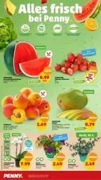 Gazetka promocyjna Penny - Prospekte - Gazetka - ważna od 03.06 do 03.06.2023 - strona 2 - produkty: aprikose, aprikosen, beere, beeren, cola, eis, erdbeere, erdbeeren, melone, Mett, orchidee, reis, rucola, Schmetterling, topf, wasser, wassermelone, ZTE