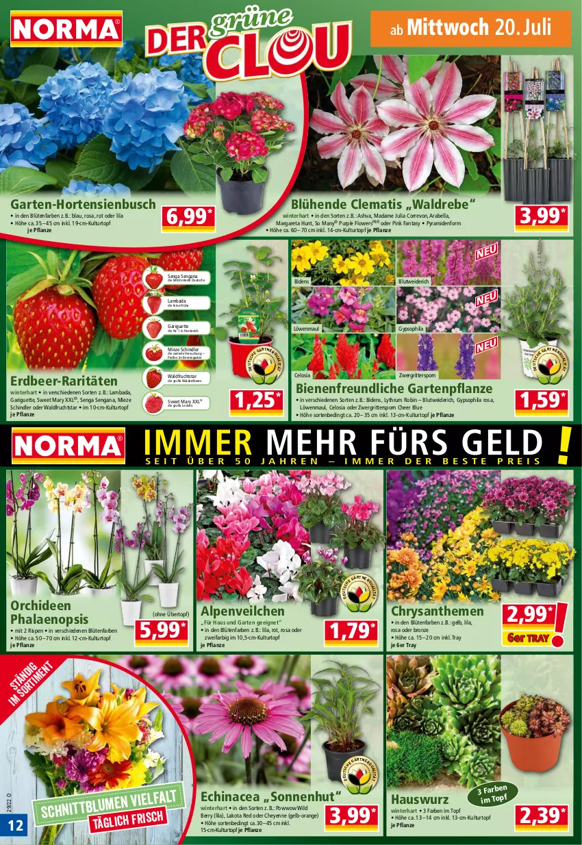 Aktueller Prospekt Norma - Norma - von 18.07 bis 25.07.2022 - strona 12 - produkty: Alpenveilchen, Bad, beere, beeren, Blüte, chrysanthemen, Echinacea, erdbeere, fanta, Flowers, frucht, Garten, Gartenpflanze, Hauswurz, hortensie, hortensien, kulturtopf, löwenmaul, orange, orchidee, orchideen, pflanze, phalaenopsis, ritter, rum, Ti, topf, übertopf, Wild, wild berry