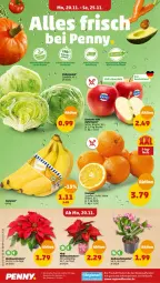 Gazetka promocyjna Penny - Prospekte - Gazetka - ważna od 25.11 do 25.11.2023 - strona 2 - produkty: beutel, eis, eisbergsalat, fenster, im 9-cm-topf, orange, orangen, reis, salat, Ti, topf, Weihnachtsstern, ZTE