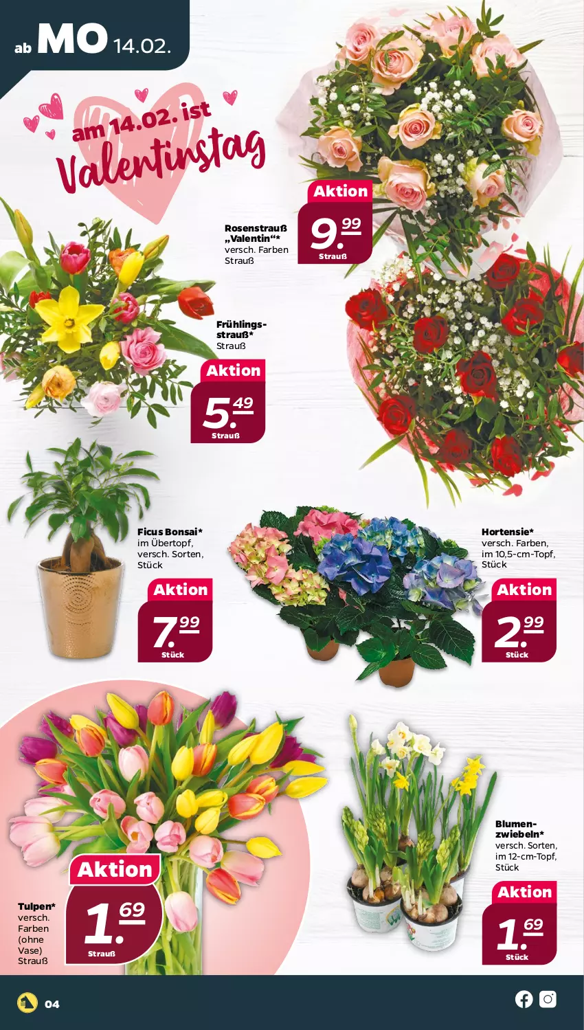 Aktueller Prospekt Netto - Angebote ab Montag - von 14.02 bis 19.02.2022 - strona 4 - produkty: blume, blumen, Ficus, hortensie, rosen, Rosenstrauß, Ti, topf, übertopf, Vase, zwiebel, zwiebeln