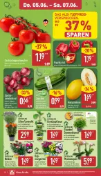 Gazetka promocyjna Aldi Nord - Von Montag - Gazetka - ważna od 07.06 do 07.06.2025 - strona 26 - produkty: aldi, blume, blumen, cocktail, eis, gin, honig, honigmelone, kulturtopf, lavendel, LG, melone, paprika, pflanze, phalaenopsis, reis, Ria, rispentomaten, Schal, Schale, Speisezwiebeln, stauden, Ti, tomate, tomaten, topf, trolli, ZTE, zucchini, zwiebel, zwiebeln