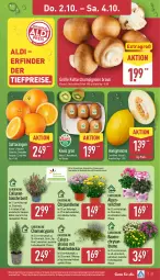 Gazetka promocyjna Aldi Nord - Von Montag - Gazetka - ważna od 04.10 do 04.10.2025 - strona 30 - produkty: aldi, Alpenveilchen, auer, Bau, Bauer, braun, champignon, champignons, champignons braun, eis, Elan, gin, hama, honig, honigmelone, kiwi, kulturtopf, melone, orange, orangen, pflanze, pflanzen, reis, saft, Saftorangen, Schal, Schale, sim, simba, Ti, tiefpreis, topf, ZTE