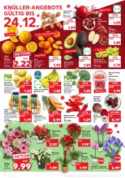 Gazetka promocyjna Kaufland - Gazetka - ważna od 24.12 do 24.12.2021 - strona 12 - produkty: angebot, angebote, apfel, avocado, banane, bananen, beutel, bio, bio-zitronen, broccoli, Bromelie, clementinen, eimer, eis, elle, grana, granatapfel, kartoffel, kartoffeln, möhren, orange, orangen, orchidee, paprika, petersilie, Rana, Ria, Romatomaten, rote bete, sac, Schal, Schale, speisekartoffeln, Spitzpaprika, suppe, suppen, tafeläpfel, tafeltrauben, Ti, tisch, tomate, tomaten, topf, topf ø 12 cm, trauben, trolli, übertopf, zitrone, zitronen, ZTE