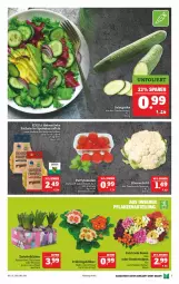 Gazetka promocyjna Marktkauf - Prospekt - Gazetka - ważna od 19.02 do 19.02.2022 - strona 7 - produkty: deka, eis, gurke, kartoffel, kartoffeln, salat, Salatgurke, Schal, Schale, speisekartoffeln, Ti, tomate, tomaten