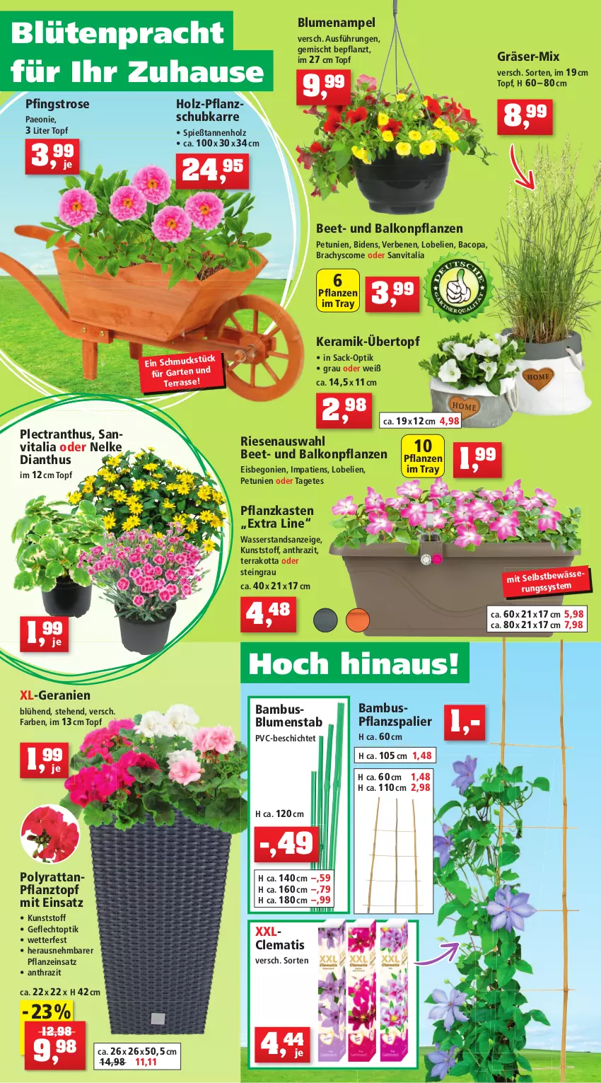 Aktueller Prospekt Thomas Philipps - Prospektwerbung - von 16.05 bis 21.05.2022 - strona 6 - produkty: akku, auto, balkonpflanzen, bambus, Begonie, beleuchtung, berliner, blume, blumen, Blumenampel, blumenerde, Blüte, bürste, dünger, eis, elle, erde, flasche, Fugenbürste, Garten, geranie, geranien, Holz, hortensie, kerze, Kraut, lack, Lacke, leds, Leuchte, Lobelie, natur, Passiflora, Pellets, petunie, petunien, pflanze, pflanzen, pflanzerde, Pflanzkasten, Pflanztopf, rasen, rasensamen, Rauch, reifen, reis, Ria, rosen, sac, Schal, Schere, Schmuck, Schutznetz, Ti, topf, übertopf, usb, vita, vorteilspreis, wasser, wein