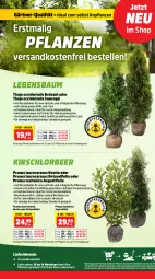 Gazetka promocyjna Thomas Philipps - Gazetka - ważna od 15.06 do 15.06.2024 - strona 4 - produkty: asus, ball, Bau, Blüte, eis, elle, kirsch, LG, ndk, pflanze, pflanzen, reis, sekt, Ti, versandkostenfrei, vita