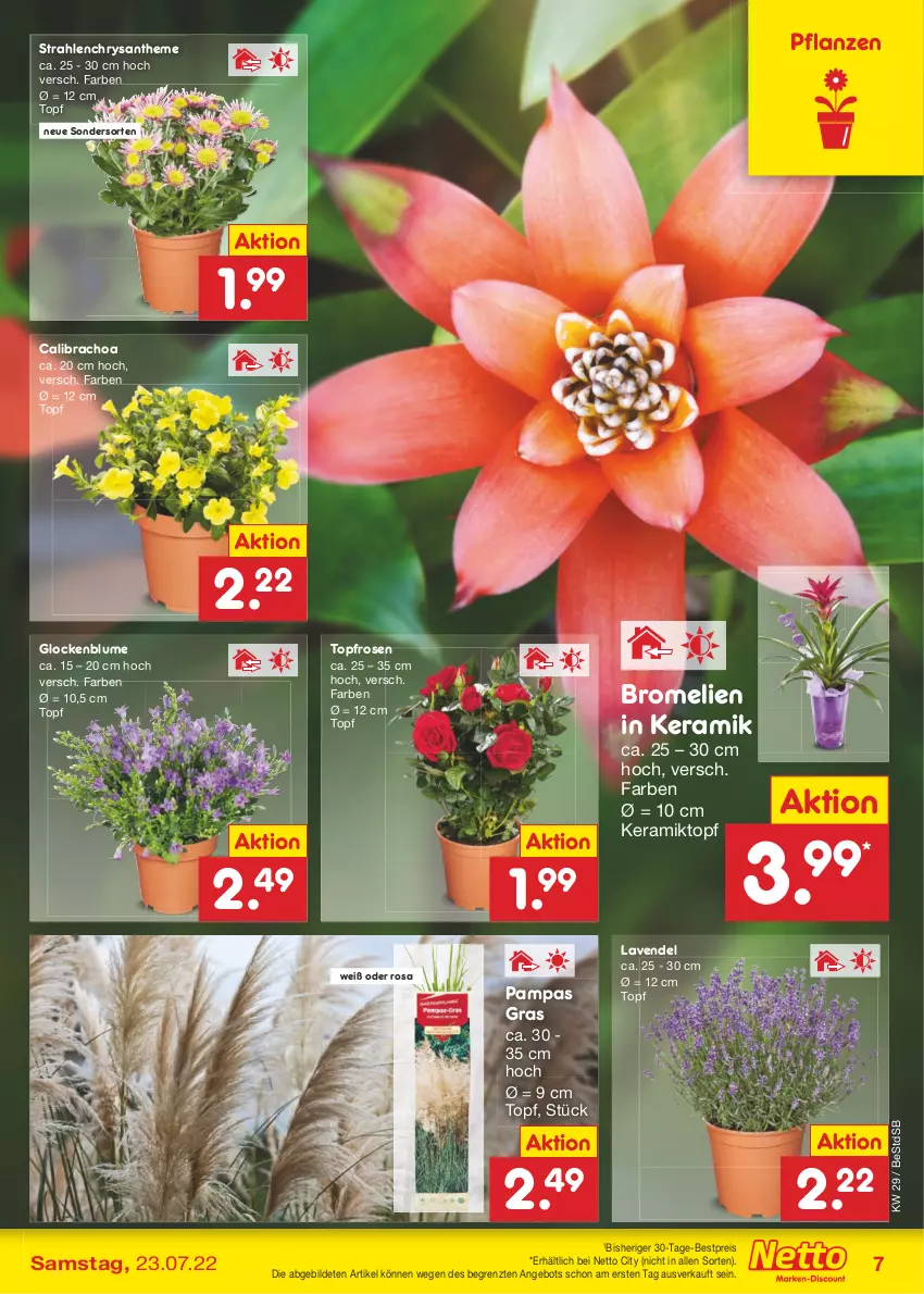 Aktueller Prospekt Netto Marken-Discount - Filial-Angebote - von 18.07 bis 23.07.2022 - strona 7 - produkty: angebot, bestpreis, blume, Bromelie, calibrachoa, eis, lavendel, pflanze, pflanzen, reis, rosen, Ti, topf, ZTE