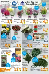 Gazetka promocyjna - Gazetka - ważna od 02.11 do 02.11.2024 - strona 10 - produkty: auer, beere, beeren, bio, Blüte, decke, Deckel, elle, erde, LG, pflanze, Ria, sac, Ti, topf