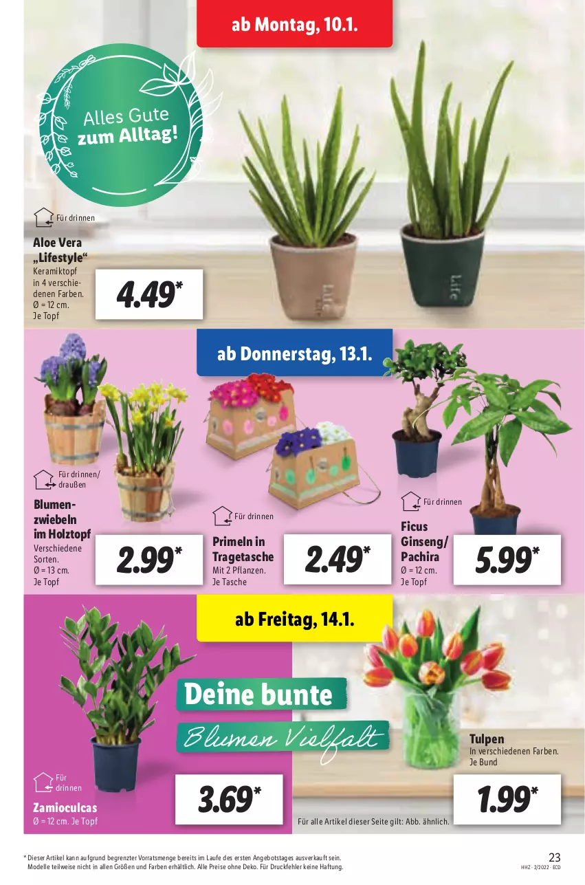 Aktueller Prospekt Lidl - Aktionsprospekt - von 10.01 bis 15.01.2022 - strona 23 - produkty: aloe vera, angebot, blume, blumen, dell, eis, elle, Ficus, gin, Holz, Mode, Pachira, pflanze, pflanzen, Primeln, reis, Tasche, Ti, topf, tragetasche, ZTE, zwiebel, zwiebeln