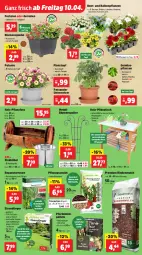 Gazetka promocyjna Thomas Philipps - Gazetka - ważna od 11.04 do 11.04.2026 - strona 3 - produkty: balkonpflanzen, blume, blumen, dünger, eis, elle, erde, geranie, geranien, gurke, gurken, Holz, latte, LG, Lobelie, natur, paprika, Pellets, peperoni, Peroni, petunie, pflanze, pflanzen, rasen, rasensamen, Ria, rind, rindenmulch, Ti, tisch, tomate, tomaten, topf, Topfen, Untersetzer, wasser