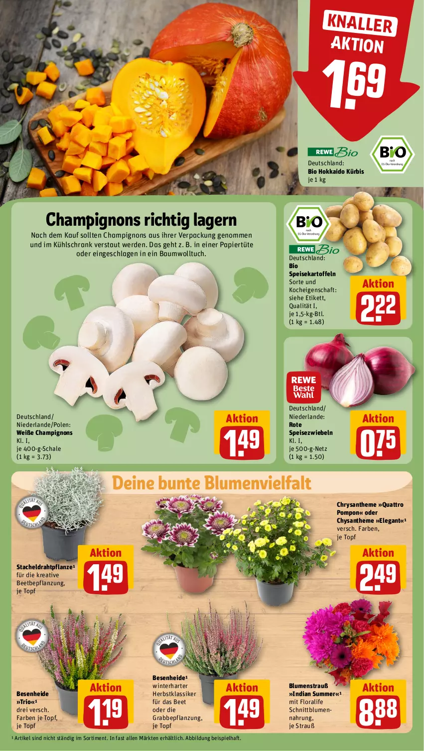 Aktueller Prospekt Rewe - Prospekte - von 30.09 bis 05.10.2024 - strona 11 - produkty: Bau, bio, blume, blumen, Blumenstrauß, champignon, champignons, Draht, eis, erde, Hysan, kartoffel, kartoffeln, kühlschrank, Kürbis, papier, Papiertüte, pflanze, Schal, Schale, Schrank, speisekartoffeln, Speisezwiebeln, Ti, topf, tuc, Tüte, zwiebel, zwiebeln