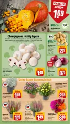 Gazetka promocyjna Rewe - Prospekte - Gazetka - ważna od 05.10 do 05.10.2024 - strona 11 - produkty: Bau, bio, blume, blumen, Blumenstrauß, champignon, champignons, Draht, eis, erde, Hysan, kartoffel, kartoffeln, kühlschrank, Kürbis, papier, Papiertüte, pflanze, Schal, Schale, Schrank, speisekartoffeln, Speisezwiebeln, Ti, topf, tuc, Tüte, zwiebel, zwiebeln