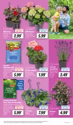 Gazetka promocyjna Lidl - Aktionsprospekt - Gazetka - ważna od 27.04 do 27.04.2024 - strona 5 - produkty: angebot, ball, dip, dipladenia, dünger, eis, elle, geranie, hortensie, lavendel, obst, Obst und Gemüse, petunie, petunien, pflanze, pflanzen, rasen, reis, tee, Ti, topf, und gemüse, usb, ZTE