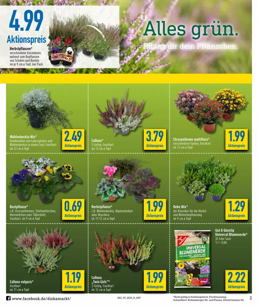 Aktueller Prospekt Diska - Prospekte - von 26.09 bis 01.10.2022 - strona 2 - produkty: aktionspreis, blume, blumen, blumenerde, burger, eis, elle, erde, fisch, Heu, pflanze, pflanzen, reis, rel, Ria, Schal, Schale, tee, Ti, topf