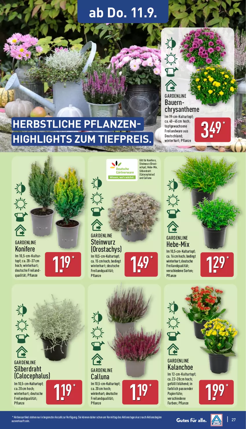 Aktueller Prospekt Aldi Nord - Von Montag - von 08.09 bis 13.09.2025 - strona 31 - produkty: auer, Bau, Bauer, Blüte, Brei, Draht, eis, gin, Kalanchoe, Konifere, kulturtopf, papier, Papiertüte, pflanze, pflanzen, reis, Ti, tiefpreis, topf, Tüte, ZTE