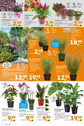 Gazetka promocyjna  - Gazetka - ważna od 23.08 do 23.08.2025 - strona 6 - produkty: bamboo, bambus, beispielabbildung, blume, Blüte, eis, elle, ente, Ficus, käfer, Lampe, Läufer, leine, monster, Monstera, orchidee, phalaenopsis, rel, Ria, stauden, Ti, topf