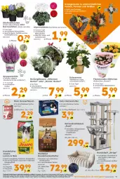 Gazetka promocyjna  - Gazetka - ważna od 24.10 do 24.10.2026 - strona 11 - produkty: Alpenveilchen, Bau, bett, Blüte, braun, eis, elle, felix, Fulda, Germ, hängematte, Hundebett, Kalanchoe, katzenfutter, korn, Kratzbaum, lamm, LG, Liege, Mode, reis, rezept, rinti, salz, sim, Ti, tierbedarf, topf, trockenfutter