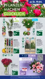 Gazetka promocyjna Aldi Nord - Aldi-Vorschau - Gazetka - ważna od 23.04 do 23.04.2022 - strona 13 - produkty: aldi, apfel, asti, ball, Bau, beutel, blume, blumen, Blüte, Brei, chrysanthemen, eis, elle, erde, hero, kulturtopf, LG, mac, obst, pflanze, pflanzen, pflaume, reis, Ria, Ti, topf, Tüte, uhr, Vase