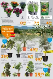 Gazetka promocyjna  - Gazetka - ważna od 01.06 do 01.06.2024 - strona 2 - produkty: balkonpflanzen, Bau, Begonia, beutel, citrus, Container, erde, Feigen, Ficus, frucht, Garten, kiwi, lavendel, limo, mit frucht, olive, oliven, pflanze, pflanzen, Ria, tafeltrauben, Ti, topf, trauben, wein, zitrone, zitronen