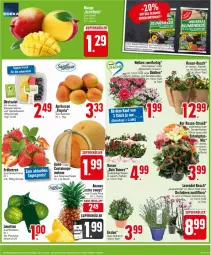 Gazetka promocyjna Edeka - Prospekte - Gazetka - ważna od 15.06 do 15.06.2024 - strona 5 - produkty: ananas, aust, beere, beeren, dahlie, erdbeere, erdbeeren, heidelbeere, heidelbeeren, lavendel, limette, limetten, melone, Mett, metten, obst, orchidee, orchideen, Ria, rosen, salat, Schal, Schale, sim, Ti, topf