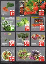 Gazetka promocyjna Edeka - Prospekte - Gazetka - ważna od 22.06 do 22.06.2024 - strona 7 - produkty: basilikum, bio, bohne, eis, fisch, hortensie, hydrangea, Hydrangea paniculata, Käse, orchidee, pasta, pesto, petersilie, reis, rispentomaten, Romanasalat, salat, schnittlauch, tee, thunfisch, Ti, tomate, tomaten, ZTE