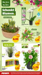 Gazetka promocyjna Penny - Prospekte - Gazetka - ważna od 16.04 do 16.04.2022 - strona 20 - produkty: beere, beeren, ente, korb, Mett, obst, orchidee, pflanze, Schmetterling, schmetterlingsorchidee, ZTE