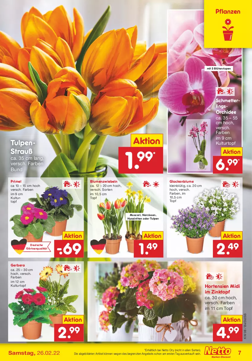 Aktueller Prospekt Netto Marken-Discount - Filial-Angebote - von 21.02 bis 26.02.2022 - strona 7 - produkty: angebot, blume, blumen, Blüte, Gerber, hortensie, hortensien, kulturtopf, Mett, Narzissen, orchidee, pflanze, pflanzen, Schmetterling, schmetterlingsorchidee, Ti, topf, ZTE, zwiebel, zwiebeln